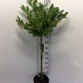 Magnolia gwiaździsta
