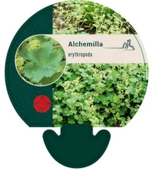 Alchemilla erythropoda