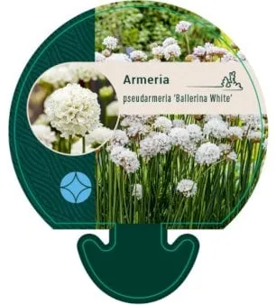 Angielska trawa
