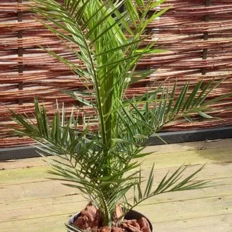 Palma feniksowa