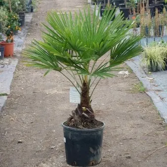 Palma konopna